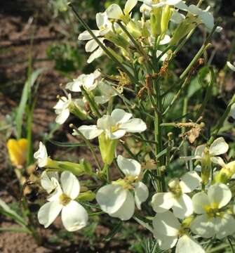 Image of San Francisco wallflower