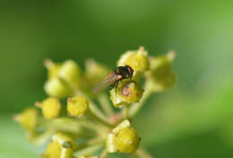 صورة Lamprolonchaea smaragdi (Walker 1849)