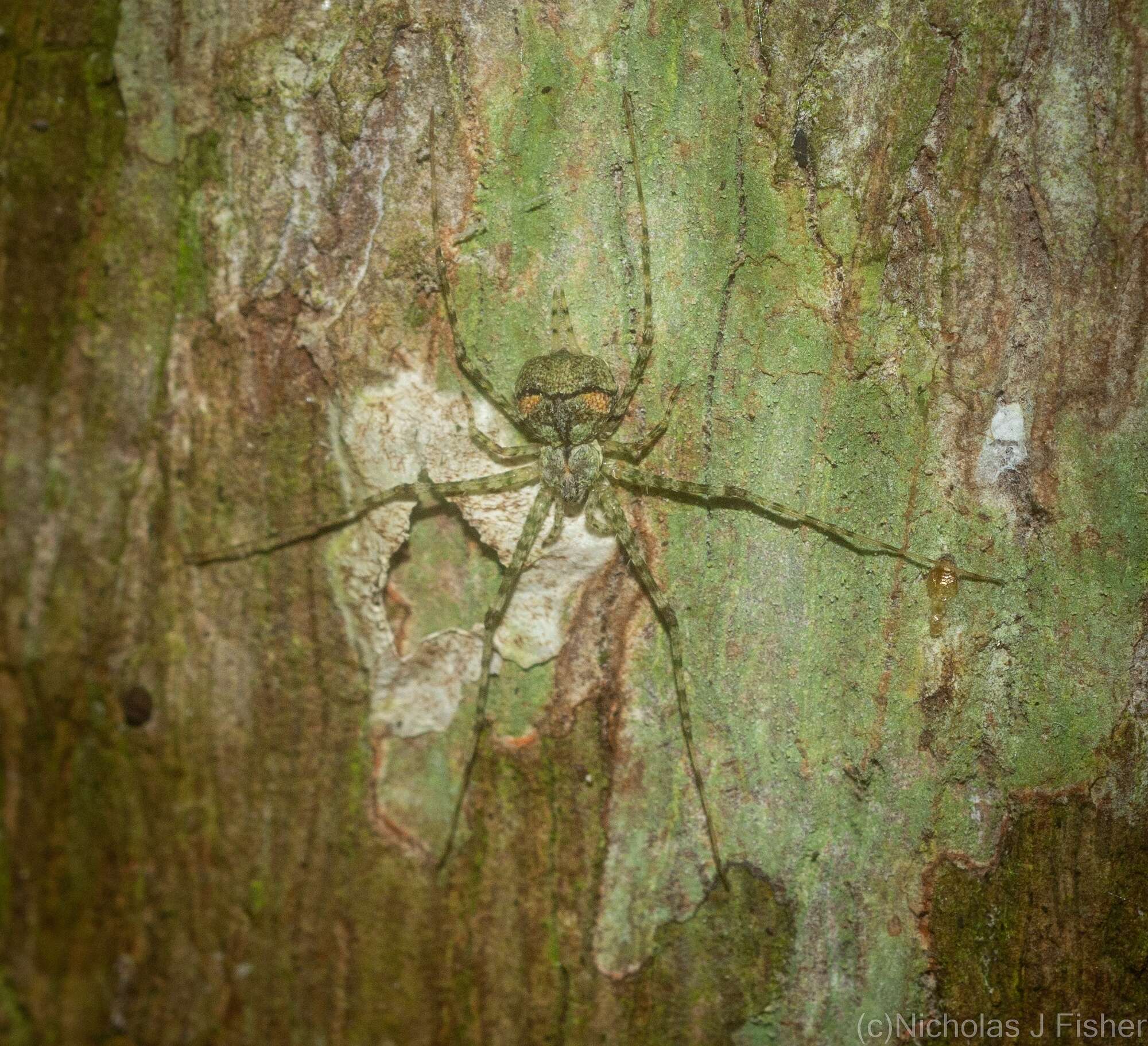 Image of Tamopsis tweedensis Baehr & Baehr 1987