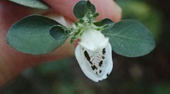 Sivun Isoglossa ciliata (Nees) Engl. kuva