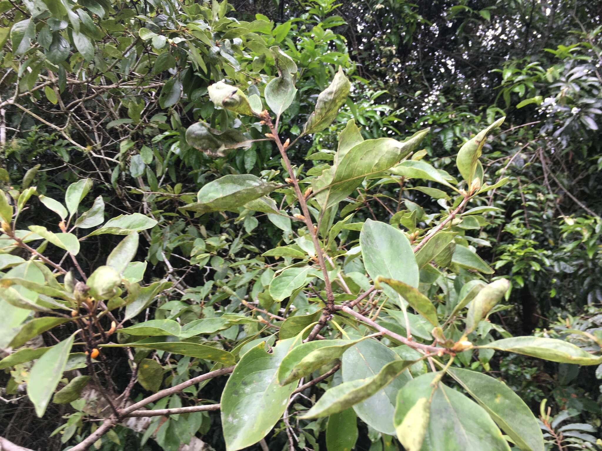 Image of Rusty Pittosporum