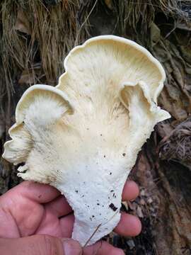 Image of Pleurotus opuntiae (Durieu & Lév.) Sacc. 1887