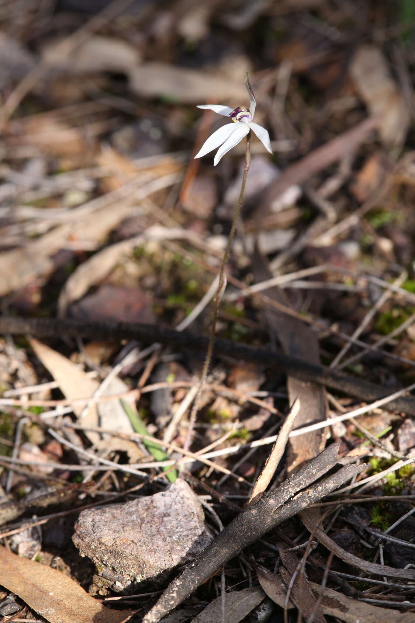 Image of Caladenia saccharata Rchb. fil.