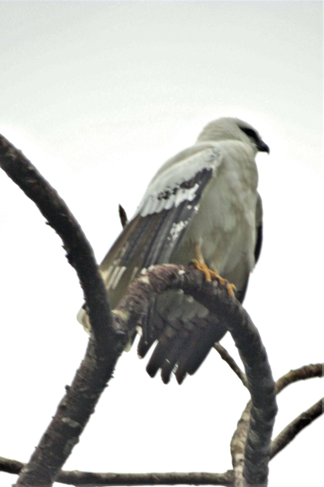 Image of Pseudastur albicollis costaricensis (Sclater & WL 1919)