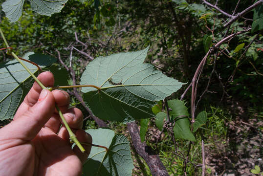 Image de Vitis aestivalis var. bicolor Leconte