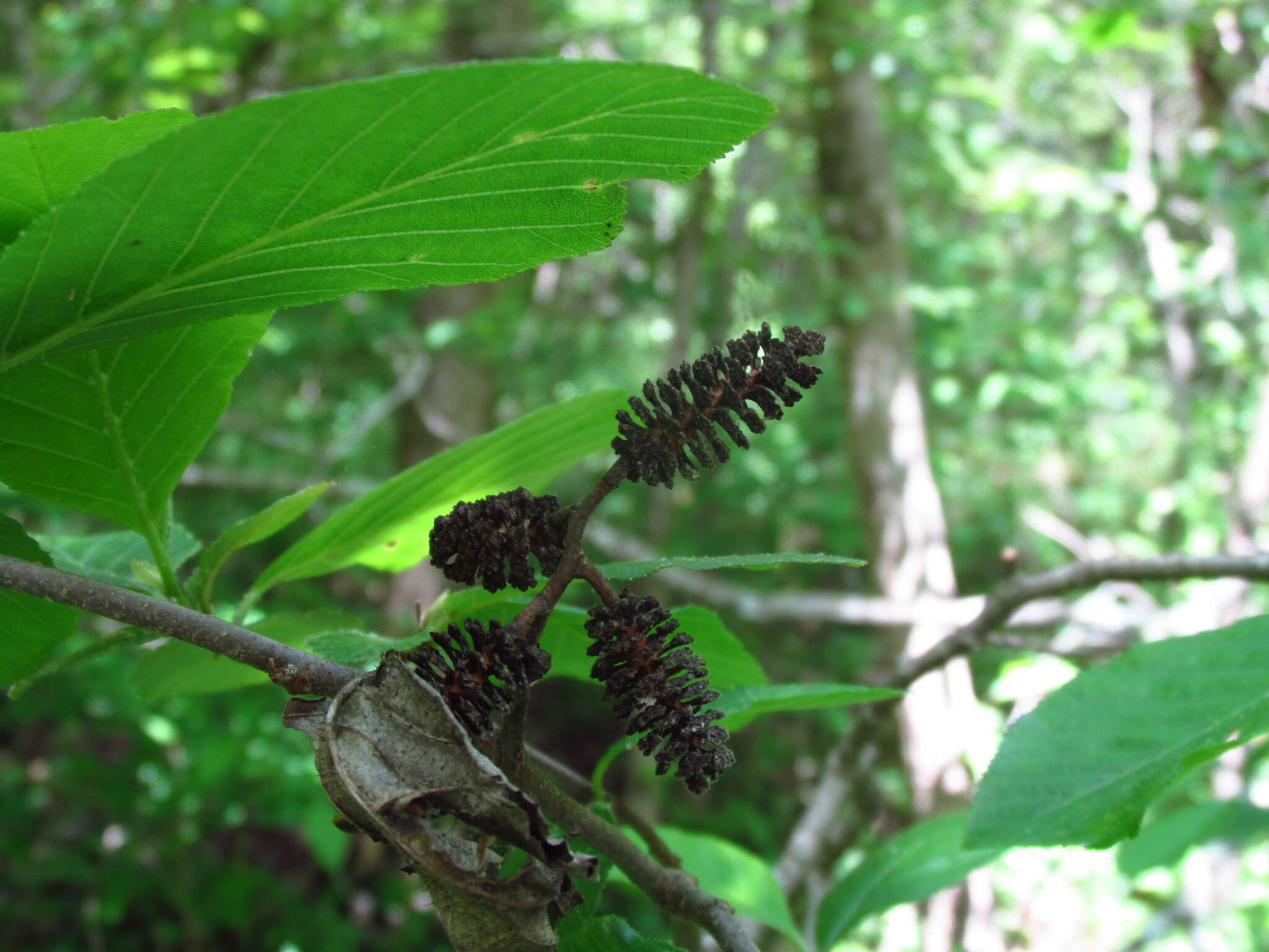 Plancia ëd Alnus serrulata (Aiton) Willd.