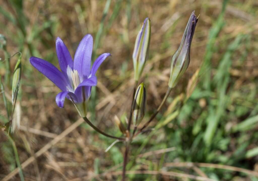 Image of harvest brodiaea