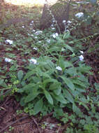 Image de Myosotis latifolia Poir.