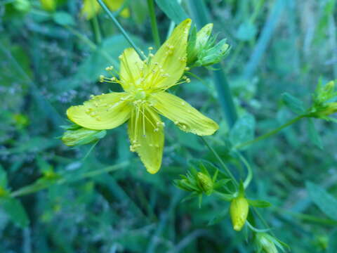 صورة Hypericum formosum Kunth