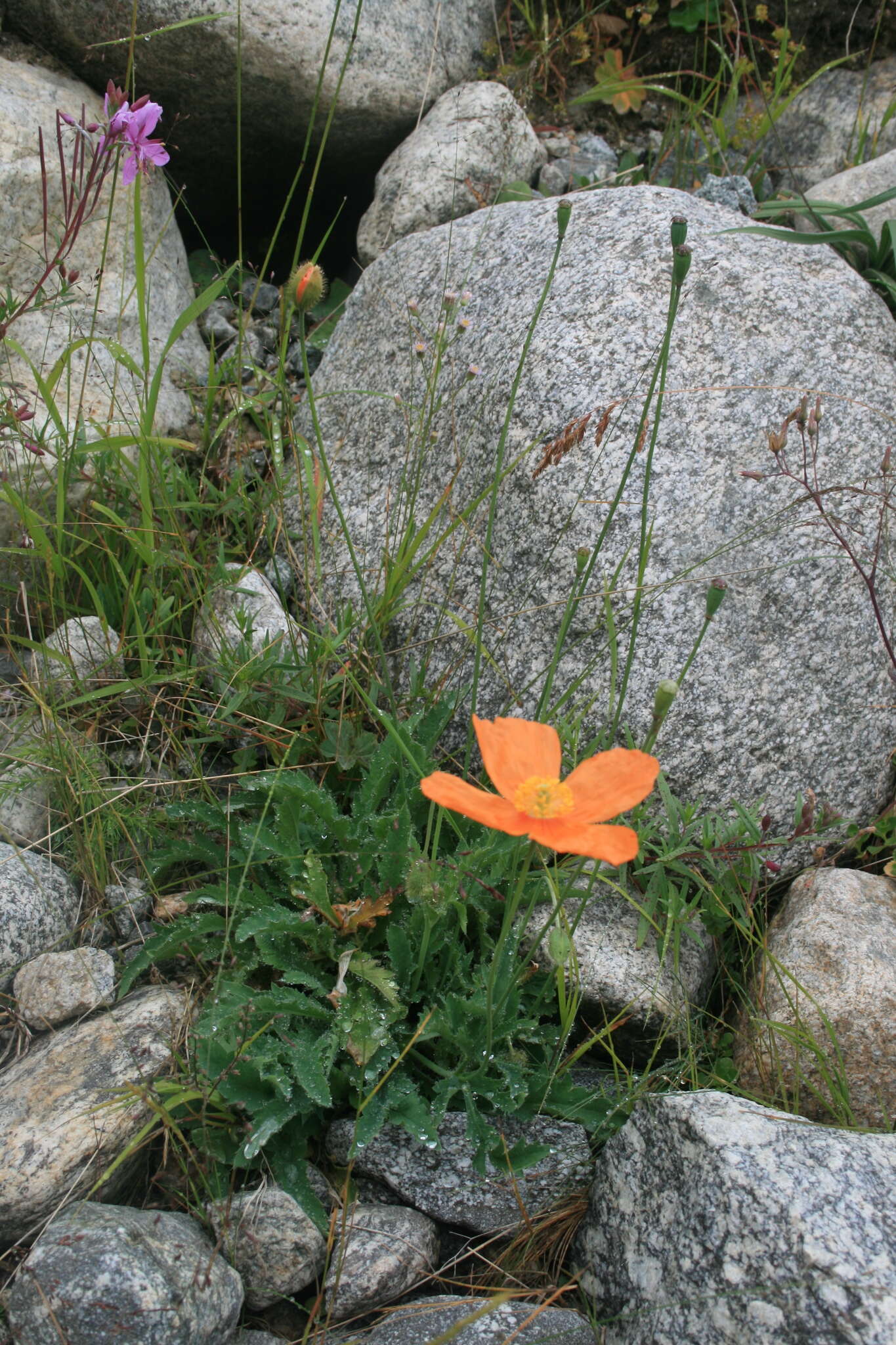 Sivun Papaver lisae N. Busch kuva