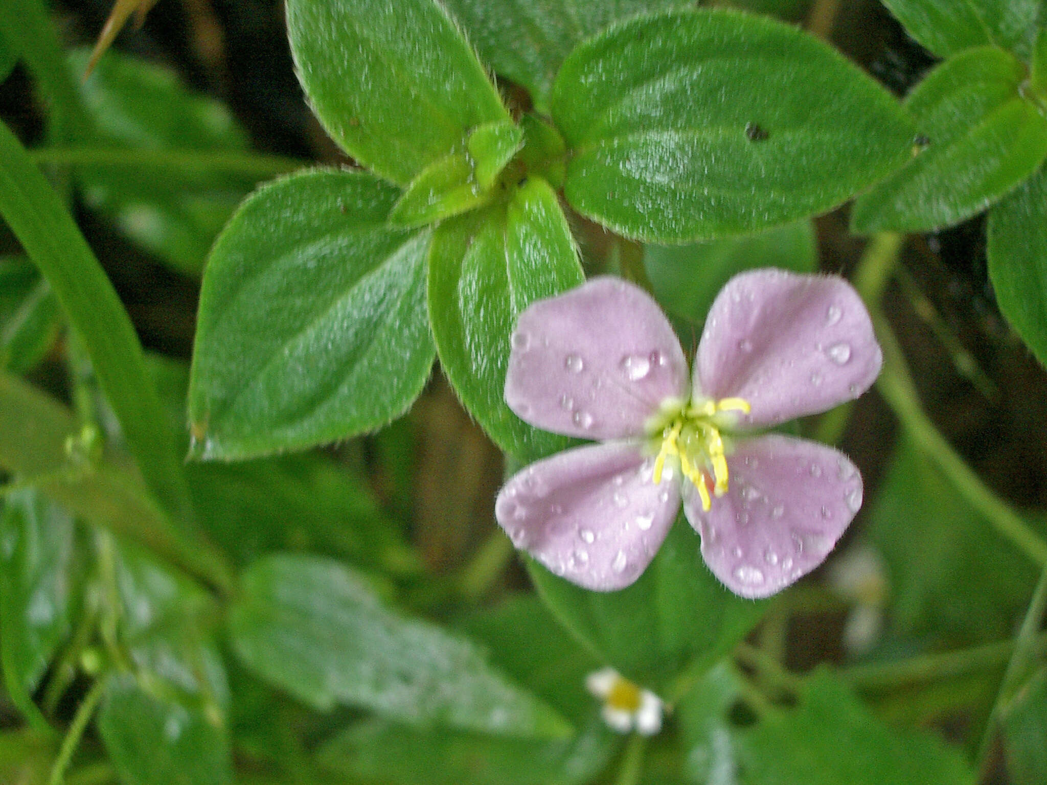 Image of Pilocosta nana (Standl.) F. Almeda & T. Whiffin