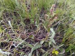 Image of Rumex lanceolatus Thunb.