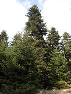 Image of Grecian Fir