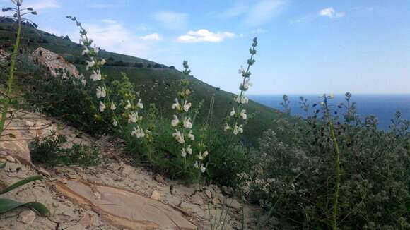 Salvia scabiosifolia Lam. resmi