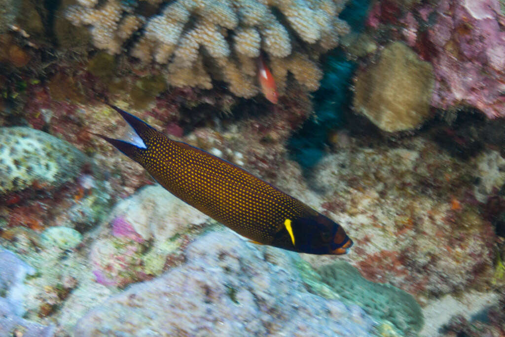 Image of Blacklobe wrasse