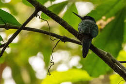 Image of Purplish Jacamar