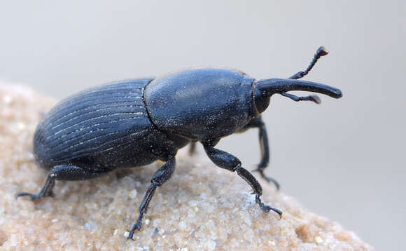 Image of Sisal Weevil