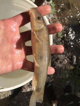 Plancia ëd Catostomus insignis Baird & Girard 1854