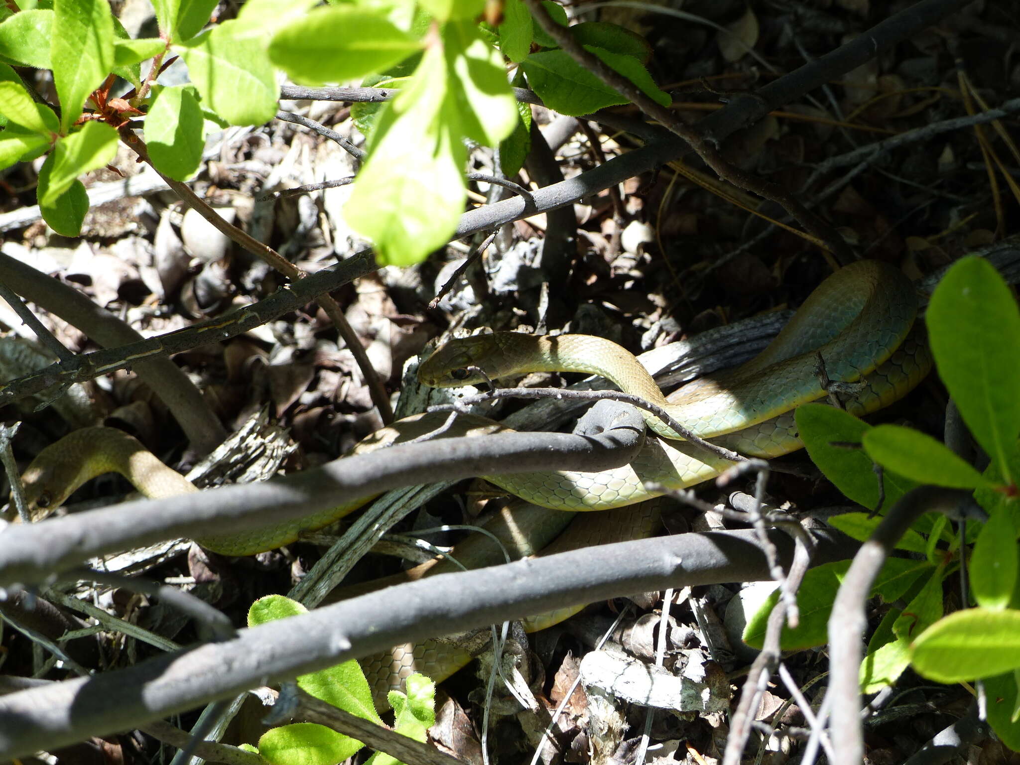 Image of Western yellow-bellied Racer