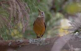 <i>Turdus niveiceps</i>的圖片