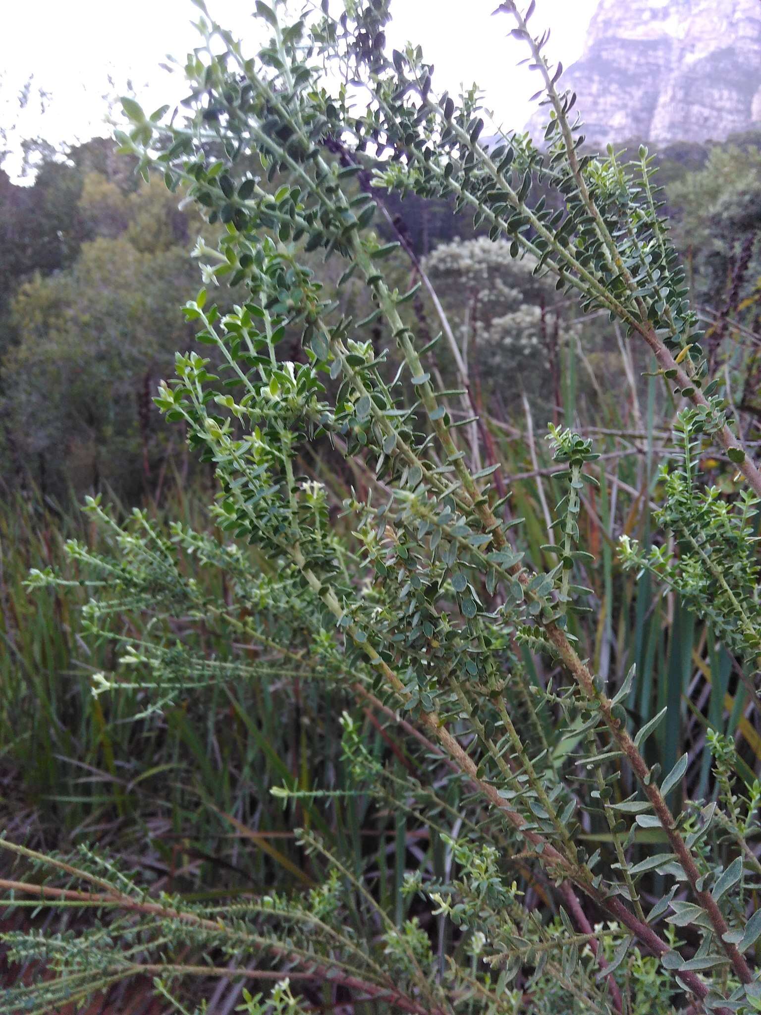 Image of Gnidia sericea (L.) L.