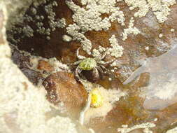 Image of mottled shore crab