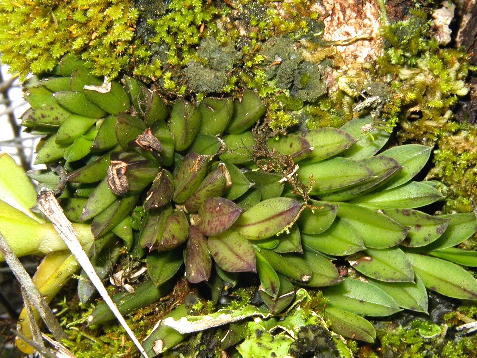 Image of Acianthera bragae (Ruschi) F. Barros