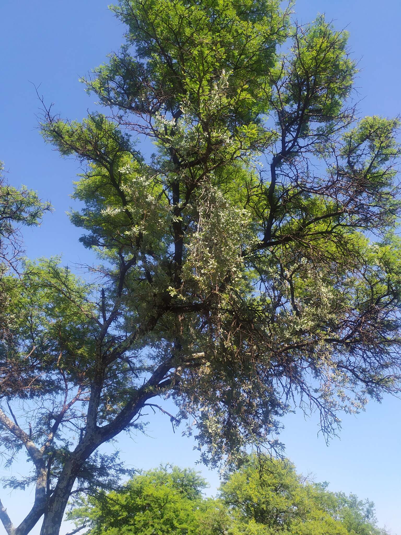 Слика од Agelanthus natalitius (Meissn.) R. M. Polhill & D. Wiens