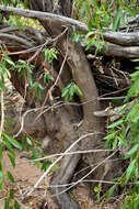 Image of Lophostemon grandiflorus subsp. riparius (Domin) P. G. Wilson & J. T. Waterhouse