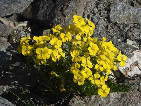 Image of Erysimum jugicolum Jord.