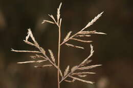 Image de Catapodium rigidum var. majus (C. Presl) M. Laínz