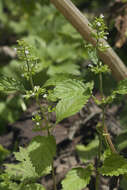 Clinopodium micranthum (Regel) H. Hara resmi