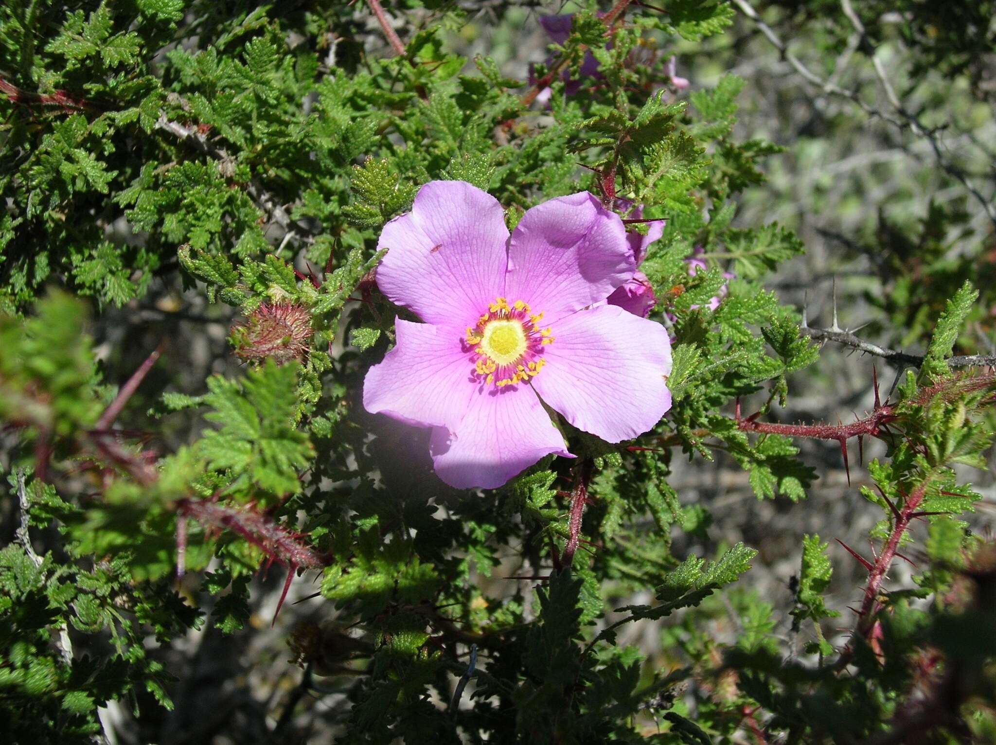 Rosa minutifolia Parry的圖片