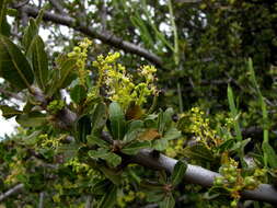 Image of Indaba tree