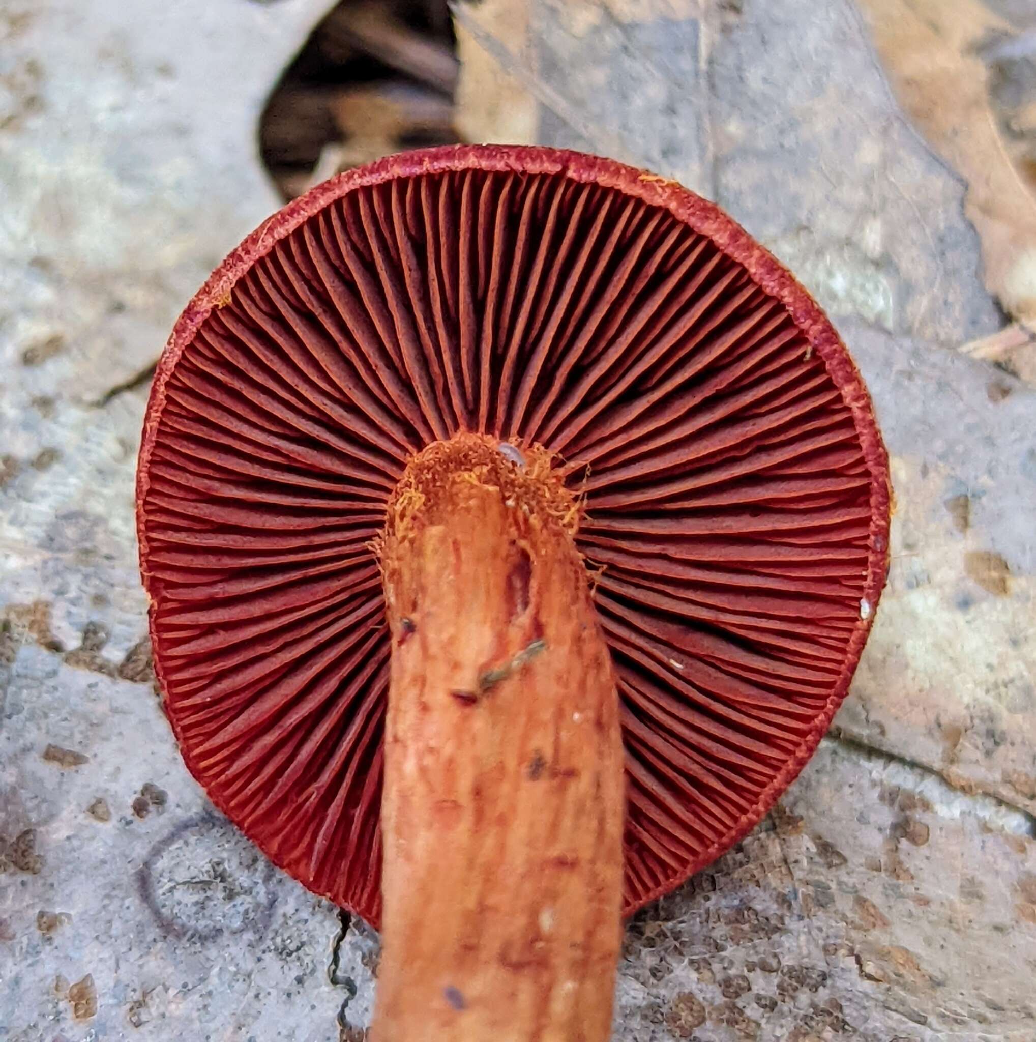 Image of Cortinarius harrisonii Ammirati, Niskanen & Liimat. 2013