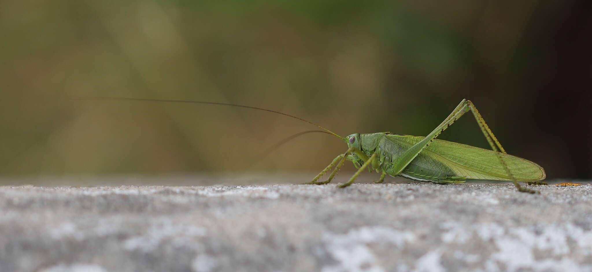 Sivun Tettigonia caudata (Charpentier 1845) kuva