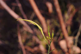 Image of Trochomeriopsis diversifolia Cogn.