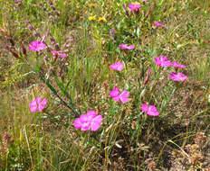 Image of Dianthus caucaseus Sims