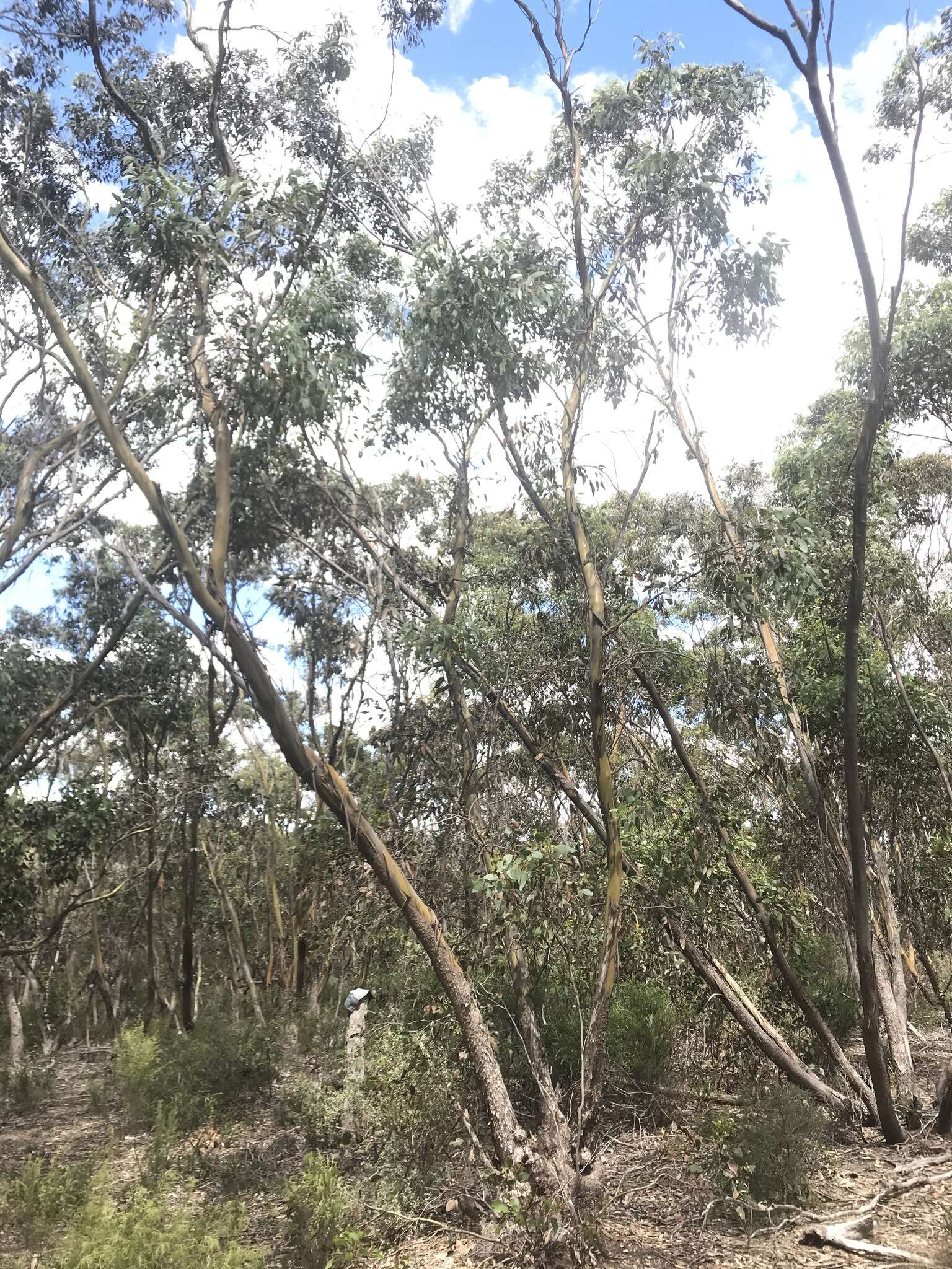 Слика од Eucalyptus behriana F. Müll.