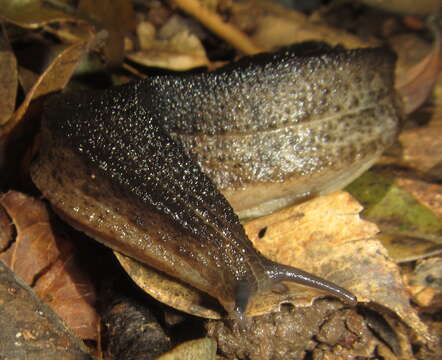 Image of Chlamydephorus sexangulus (H. Watson 1915)