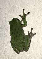 Image of Barking Treefrog