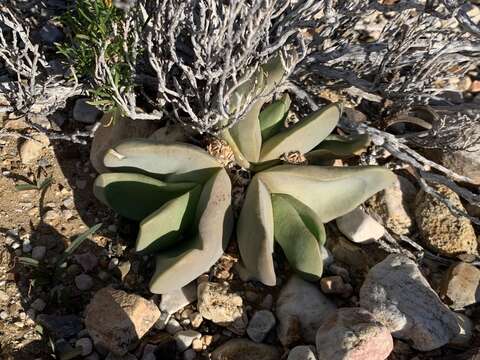 Image of Glottiphyllum neilii N. E. Br.