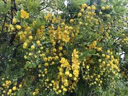 Image of Cassia tomentella (Benth.) Domin