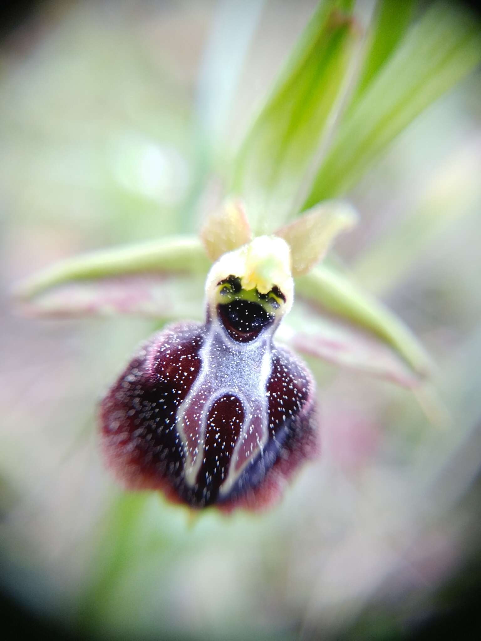 Image of Ophrys sphegodes subsp. aesculapii (Renz) Soó ex J. J. Wood