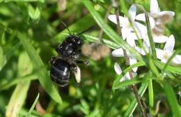 صورة Melissodes bimaculatus (Lepeletier 1825)