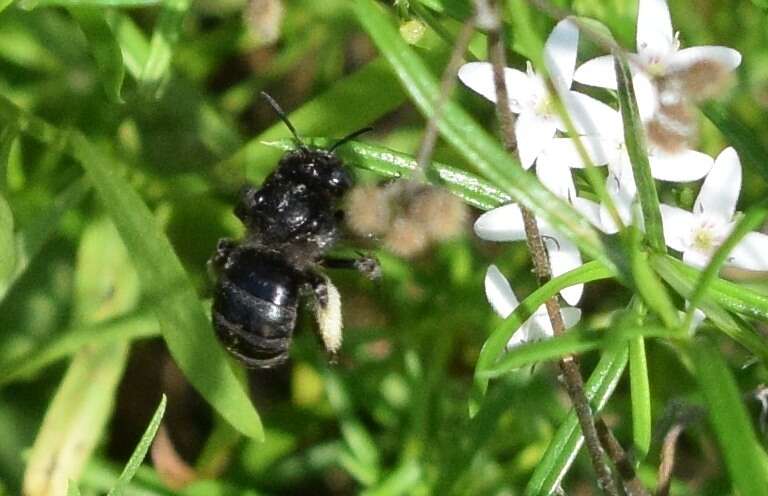 Imagem de Melissodes bimaculatus (Lepeletier 1825)