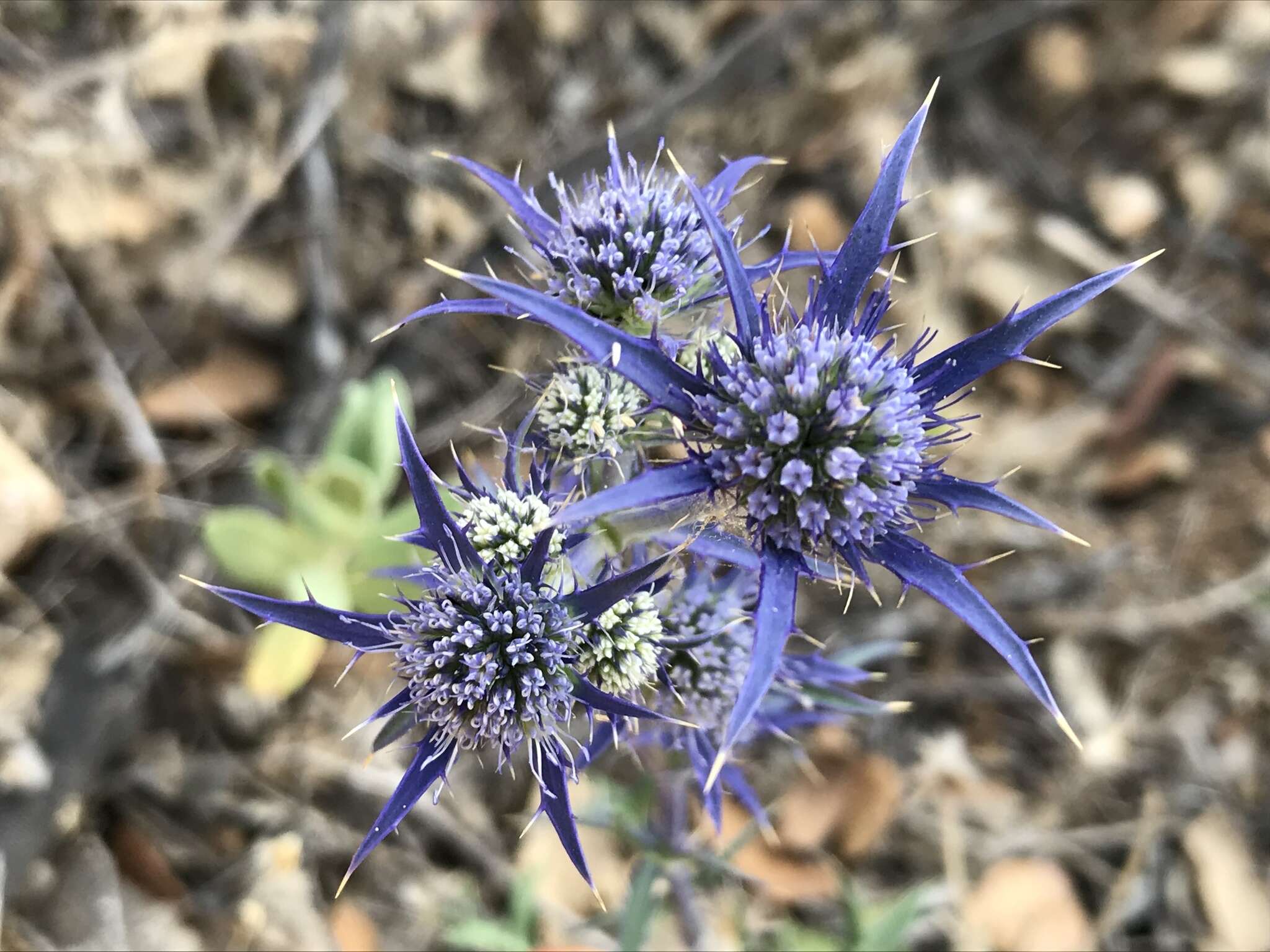 Eryngium dilatatum Lam. resmi