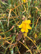 Image of widecalyx monkeyflower