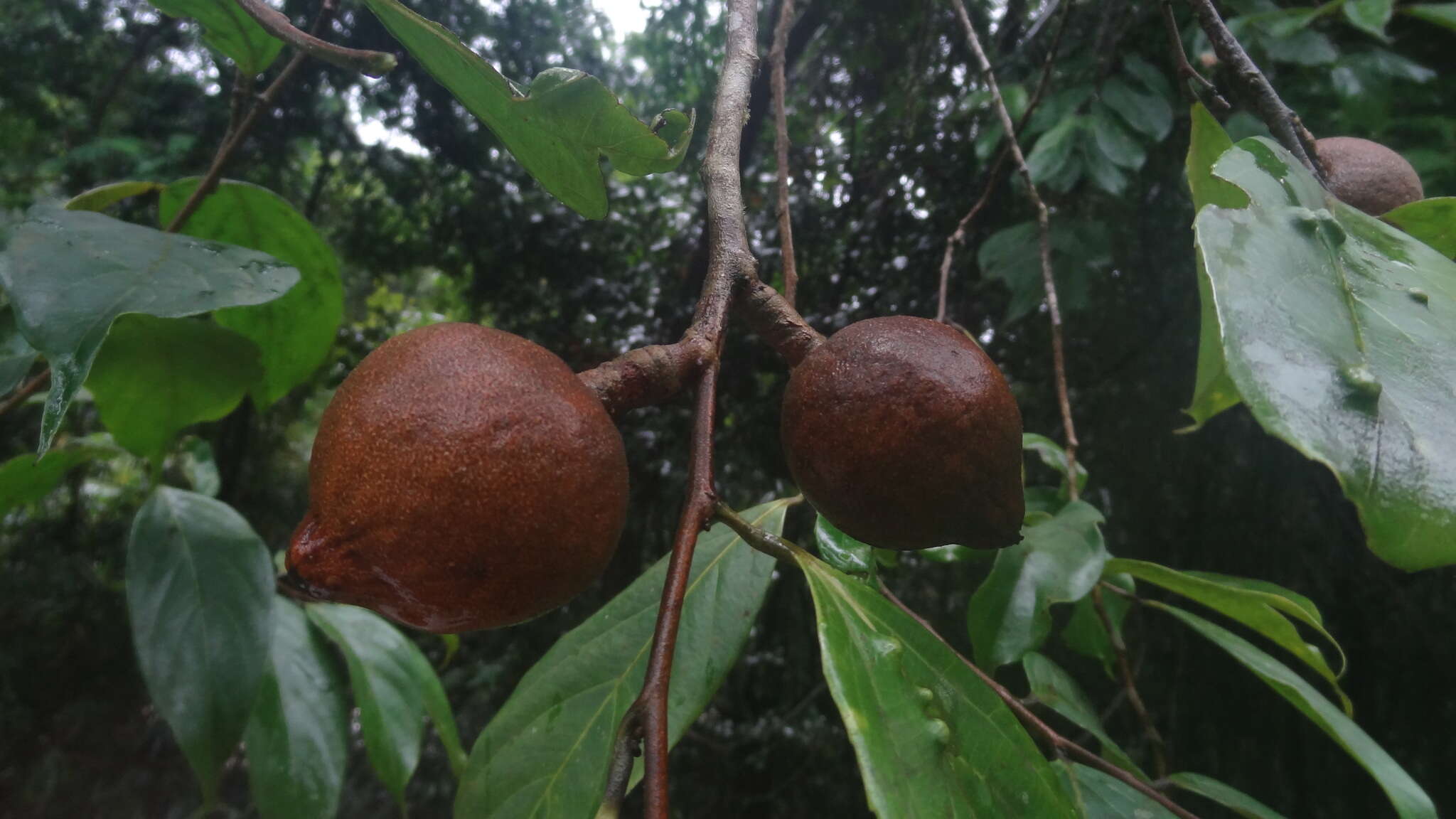 五蕊大风子的圖片