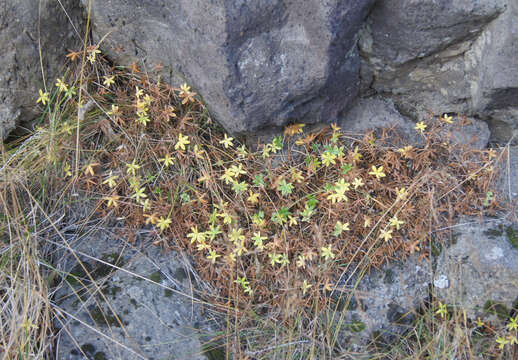 Image of Alpine Lady's-mantle